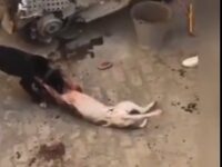Viral Video of Pitbull Fights in Ghaziabad Sparks Legal Action by PETA: Investigation Underway